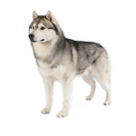 Huskies Italian