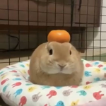 anniehyu
