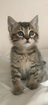 Kittycatsquad<3