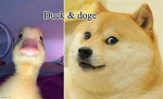 the doge kingdom led by bisnuess doge