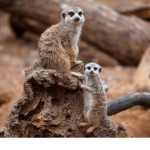 Agents Of Meerkats