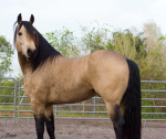 *~Equestrians of Roblox!~*