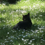Prairie Prowlers
