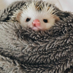 The #1 Hedgehogs