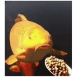 Beans Fish Studios