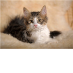 Animal lovers dog, cats, etc