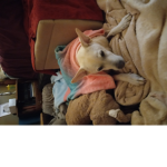 a group for my dog <3