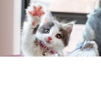 Timed Difficulty Chart Obby