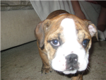 puppy  Group Thumbnail