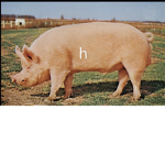 H-Pig Clothing
