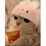 mini gatos