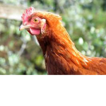 Chicken cosplay