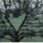 stravage Group Thumbnail