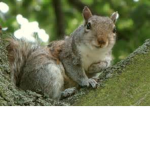 The squirrels..