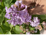 ############ Secret Garden