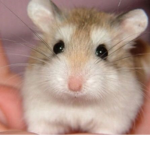 Dan's Hamster Squad!