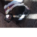 Snoring...
