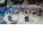 Wolf Clan. Guardians of The Wolfs.