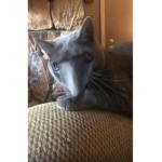 TRIANGLE CAT CULT