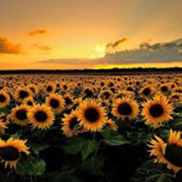 sunflowers