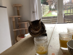 Cat Are best animal