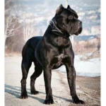 Puppy_squad1234