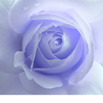 «Pastel Roses»