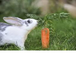 Bunny's carrot patch! (roleplay)