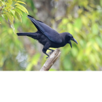 Chris's crows.