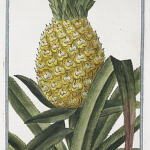 The Pineapple Republic