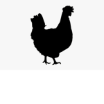 The Chicken fan group.