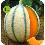 Gang Melon