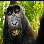 Domain Expansion: Monke Takeover