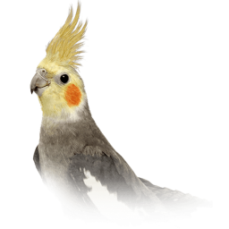 Cockatiel meetings