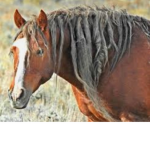 The Cult of Horse