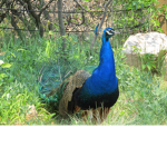 Peacock: Coffee And Sweets