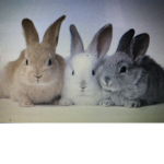 - - bunnies - -