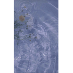 Duckie "s Robux Giveaway