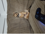 Violent puppy