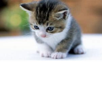la team des chatons :)