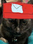 Vibing cat club