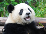 Panda group JOIN FOR PANDA