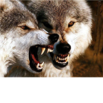 The Wolf Millatary