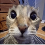 nomoretearsz