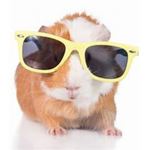 Guinea Pig Party!