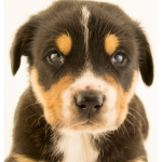 #Dog nation