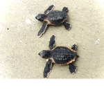 -Turtle Squadd!-