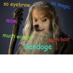Magical DOGE