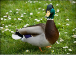 Duck Army!!!!