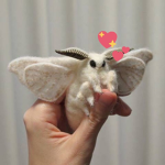 Moth Appreciation